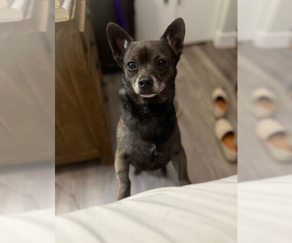 Medium Photo #3 Chihuahua-Unknown Mix Puppy For Sale in Plainfield, IL, USA