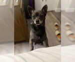 Small #2 Chihuahua Mix