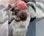 Small Photo #4 Cane Corso Puppy For Sale in MIAMI, FL, USA