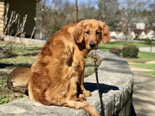 Golden Retriever Puppy for sale in ATLANTA, GA, USA