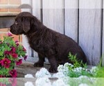 Small Photo #2 Miniature Labradoodle Puppy For Sale in FREDERICKSBG, OH, USA