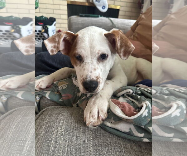 Medium Photo #2 Mutt Puppy For Sale in Plainfield, IL, USA