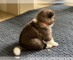 Small Photo #11 Akita Puppy For Sale in PORT LUDLOW, WA, USA