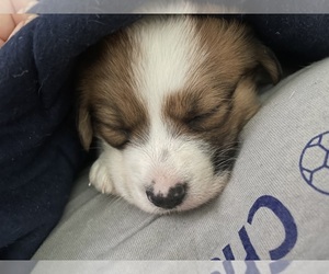 Australian Shepherd-Jack Russell Terrier Mix Puppy for sale in ILION, NY, USA