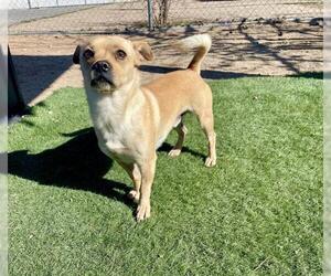 Chihuahua Dogs for adoption in HESPERIA, CA, USA