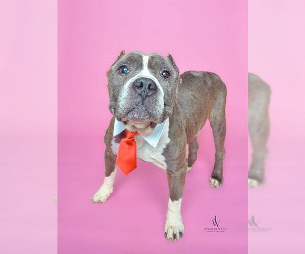 Medium Photo #1 Mutt Puppy For Sale in Forestville, MD, USA