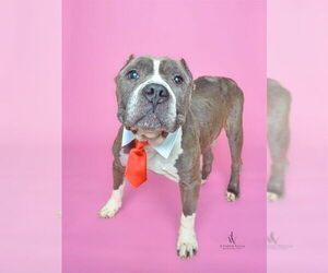 Mutt Dogs for adoption in Forestville, MD, USA