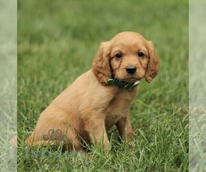 Golden Retriever Puppy for sale in NEW HOLLAND, PA, USA