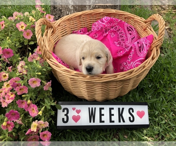 Medium Photo #5 Golden Retriever Puppy For Sale in CYPRESS, TX, USA