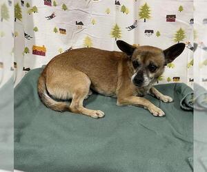 Chihuahua Dogs for adoption in Modesto, CA, USA
