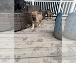 Puppy Puppy 4 German Shepherd Dog