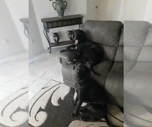Labmaraner Dogs for adoption in Vail, AZ, USA