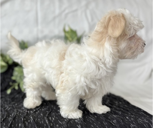 Medium Photo #9 Maltese Puppy For Sale in ROCK STREAM, NY, USA
