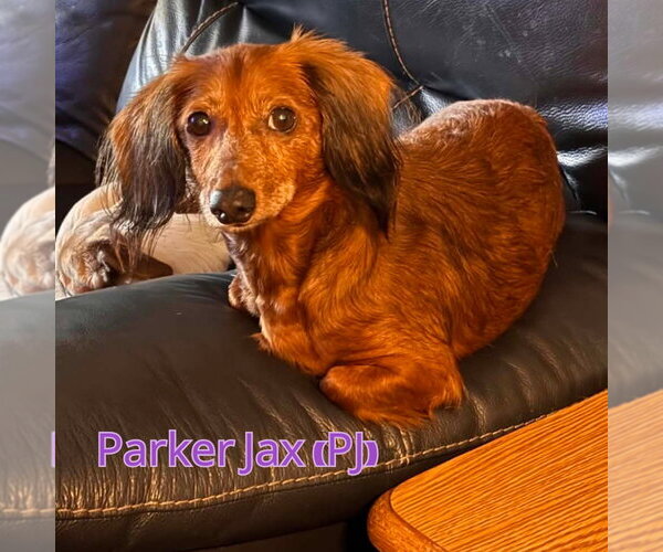 Medium Photo #5 Dachshund Puppy For Sale in San Antonio, TX, USA
