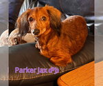 Small #4 Dachshund