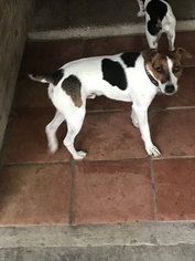 Jack Russell Terrier Puppy for sale in VIOLET, TX, USA