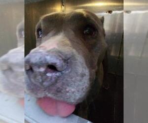 American Staffordshire Terrier-Unknown Mix Dogs for adoption in San Antonio, TX, USA