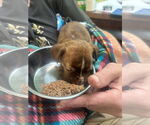 Small #1 Boston Terrier Mix