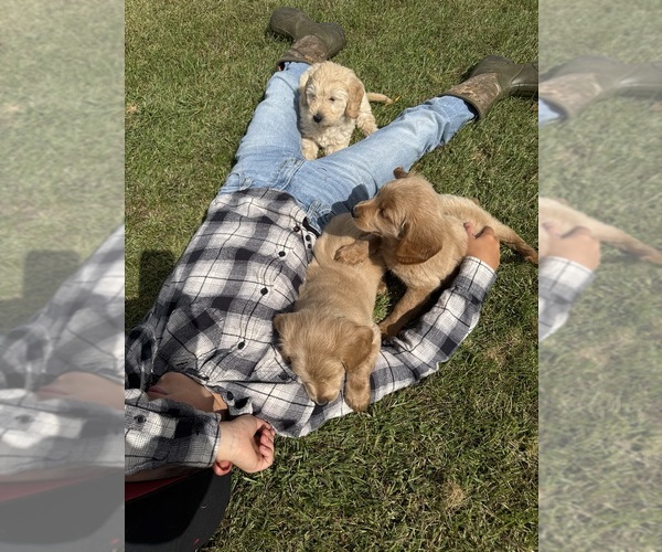 Medium Photo #1 Goldendoodle (Miniature) Puppy For Sale in CAMBRIDGE, MN, USA