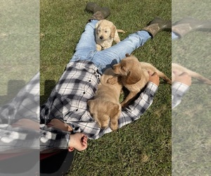 Goldendoodle (Miniature) Litter for sale in CAMBRIDGE, MN, USA