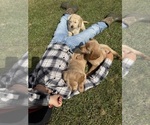 Image preview for Ad Listing. Nickname: Litter of 3