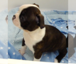 Small Photo #5 Boston Terrier Puppy For Sale in MCMINNVILLE, OR, USA