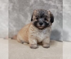 Maltese-Poodle (Toy) Mix Puppy for sale in MAGNOLIA, NC, USA