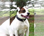 Small #1 American Pit Bull Terrier