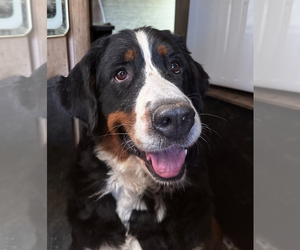 Mother of the Bernese Mountain Dog puppies born on 08/13/2025