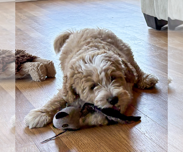 Medium Photo #4 Bernedoodle (Miniature) Puppy For Sale in ROY, UT, USA
