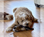 Small #3 Bernedoodle (Miniature)