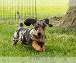 Small #1 Dachshund