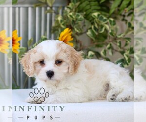 Cavachon Puppy for sale in GORDONVILLE, PA, USA