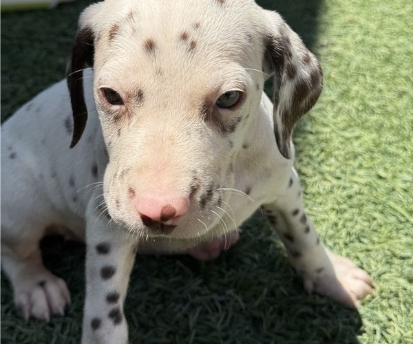 Medium Photo #4 Dalmatian Puppy For Sale in LA PUENTE, CA, USA