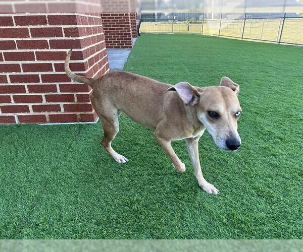 Medium Photo #2 Beagle-Unknown Mix Puppy For Sale in Grand Prairie, TX, USA