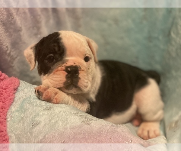 Medium Photo #4 English Bulldog Puppy For Sale in HAMDEN, CT, USA