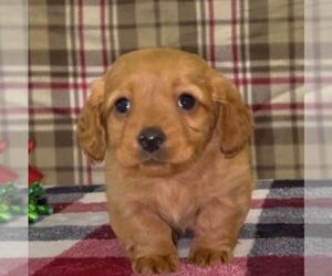 Dachshund Puppy for sale in FREDONIA, PA, USA