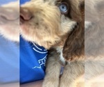 Small Photo #61 Aussiedoodle Puppy For Sale in LONGWOOD, FL, USA