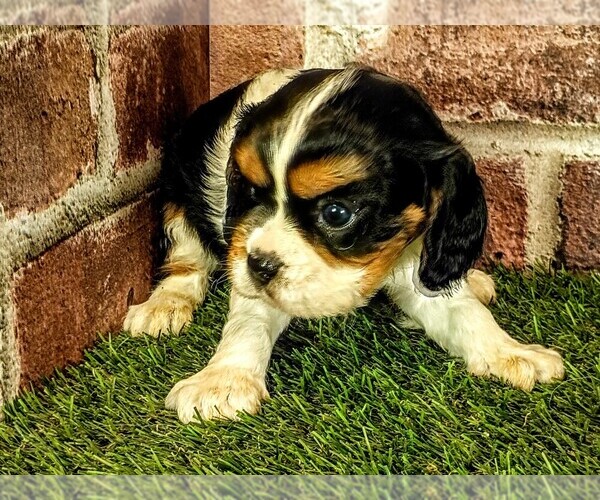 Medium Photo #7 Cavalier King Charles Spaniel Puppy For Sale in MOBERLY, MO, USA