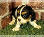 Small #6 Cavalier King Charles Spaniel