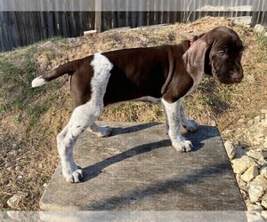 German Shorthaired Pointer Puppy for sale in DRIPPING SPRINGS, TX, USA