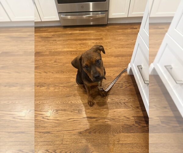 Medium Photo #2 Rottweiler-Unknown Mix Puppy For Sale in Brewster, NY, USA