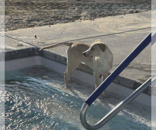 Medium Photo #3 Labrador Retriever-Unknown Mix Puppy For Sale in Oakhurst, NJ, USA