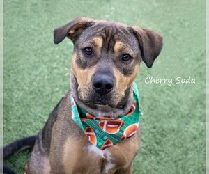 Mutt Dogs for adoption in Kansas City, MO, USA