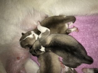 Siberian Husky Puppy for sale in BANKS, OR, USA