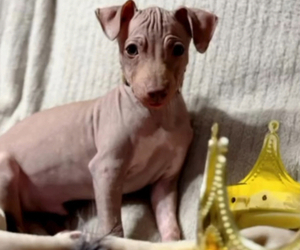 American Hairless Terrier Puppy for Sale in DOUGLASVILLE, Georgia USA