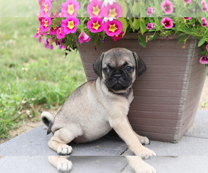 Jug Puppy for sale in SHILOH, OH, USA