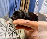 Small Photo #4 Schnauzer (Miniature) Puppy For Sale in SEDALIA, MO, USA