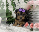 Small #1 Shorkie Tzu