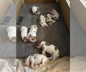 Irish Red and White Setter Puppy for Sale in MILES, Texas USA